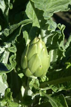 Artichoke fields in Spain, detail. Fieds in Mediterranean area.