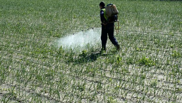 Chemical human application, onion fields. Classic old traditional hand equipment