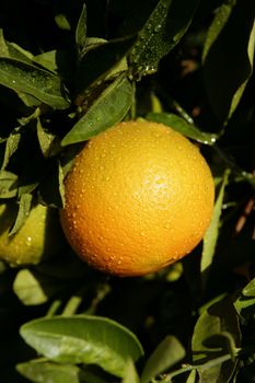 Orange fruit hanging from a tree in Spain