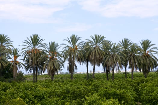 Palm trees in a row in an Mediterranean orange tree field