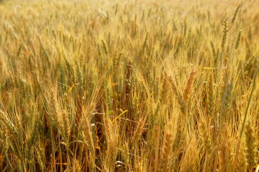 Beautiful golden wheat cereal yellow field