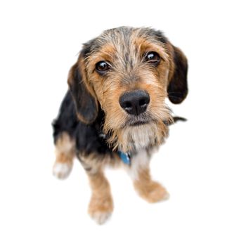 A cute mixed breed puppy isolated over white. The dog is half beagle and half yorkshire terrier. Shallow depth of field.