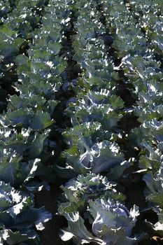 Agriculture in Spain, cabbage cultivation fields in Valencia area