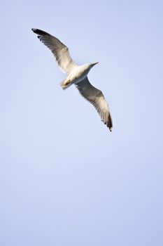 Flying sea gull at a beach near Gibraltar.
