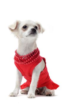 purebred chihuahua dressed in front of white background