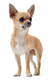 portrait of a cute purebred  chihuahua in front of white background