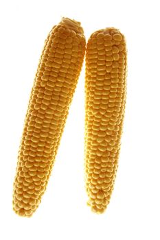 Corn cobs in yellow color over white background