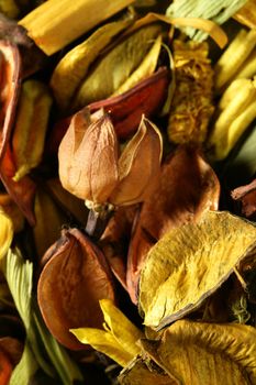 Dried natural oriental flowers in yellow, golden and orange colors