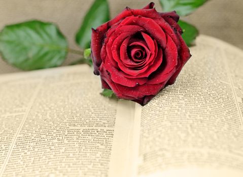 an open book covered with a red rose