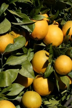 Orange trees in Spain with oranges growing in sunny mediterranean day