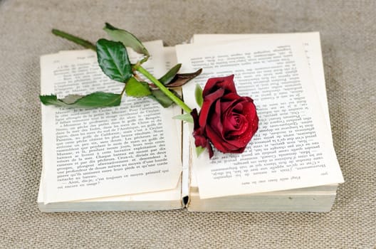 a book covered with a red rose