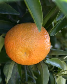 Orange trees in Spain with oranges growing in sunny mediterranean day