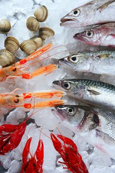 Seabass, mackerel, hake fish, nephrops, crabs and clams seafood