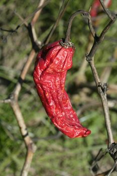 Red pepper in plant, process to be dried outdoors, Mediterranean