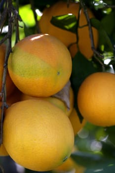 Orange trees in Spain with oranges growing in sunny mediterranean day