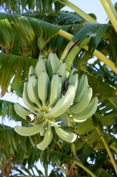 Bananas growing from tree, green color, tropical scene