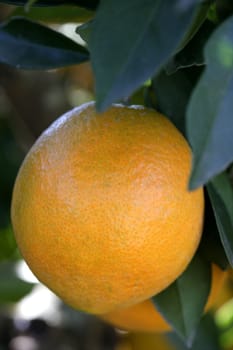 Orange trees in Spain with oranges growing in sunny mediterranean day