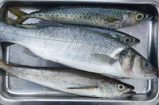 Sea bass, hake fish and mackerel fishes on stainless steel tray