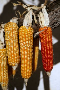 Dried vivid orange yellow corn cob on a sunny day