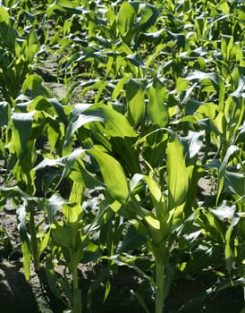 Corn fields growing up in Spain, mediterranean lands