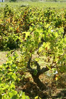 Vineyard in the morning, grape fields in mediterranean Spain