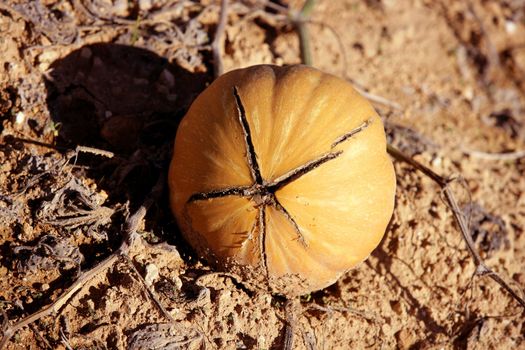 Broken pumpkin over dry field, christmas end