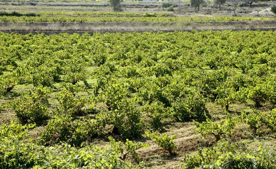 Vineyard in the morning, grape fields in mediterranean Spain