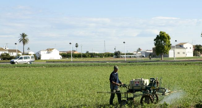 Chemical human application, onion fields. Classic old traditional hand equipment