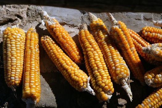 Dried vivid orange yellow corn cob on a sunny day