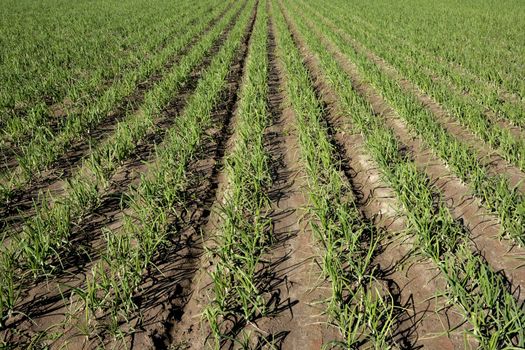 Agriculture in Spain, onion fields in sunny day