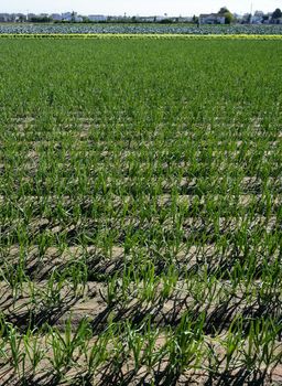 Agriculture in Spain, onion fields in sunny day