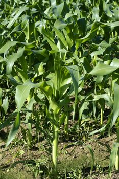 Corn fields growing up in Spain, mediterranean lands