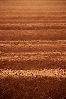 Ploughed red clay soil agriculture fields ready to sow