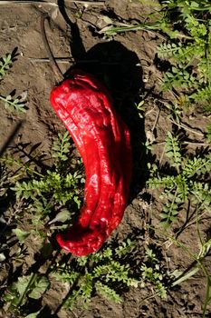 Red pepper in plant, process to be dried outdoors, Mediterranean