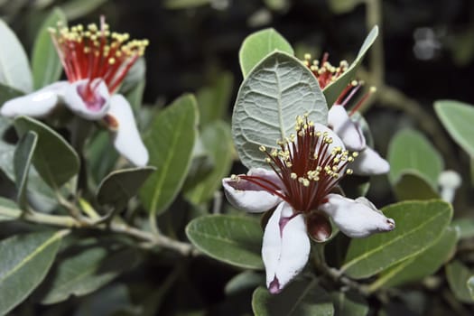 ITALY, Lazio, countryside, Pineapple Guava flowers (Feijoa)