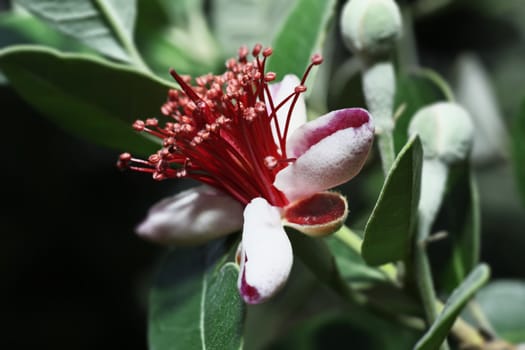 ITALY, Lazio, countryside, Pineapple Guava flowers (Feijoa)