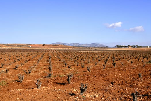 Rows of grapevines in vineyard in Spain, dried red soil