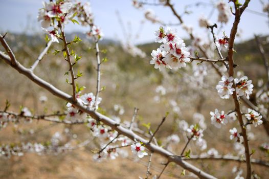 White almond tree flowers on early Mediterranean spring