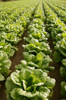 Cabbage fields in Spain, rows of vegetable food