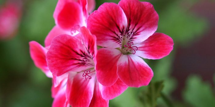 Geranium flower (cranesbills plantae magnoliophyta eudicots geraniales geraniaceae)