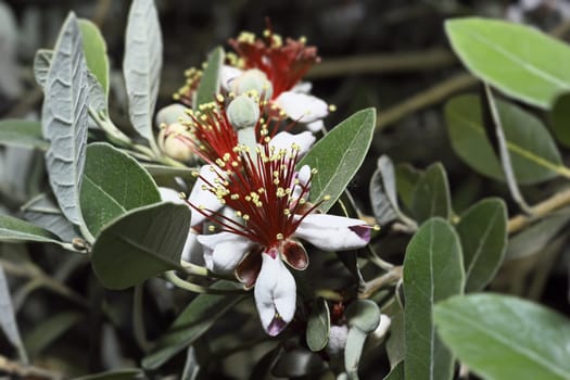 ITALY, Lazio, countryside, Pineapple Guava flowers (Feijoa)