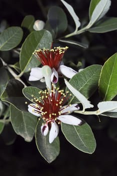 ITALY, Lazio, countryside, Pineapple Guava flowers (Feijoa)