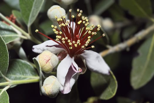 ITALY, Lazio, countryside, Pineapple Guava flowers (Feijoa)