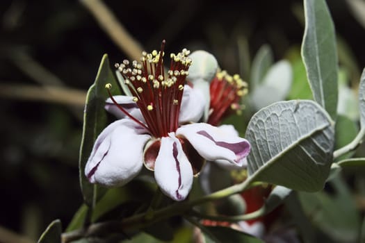 ITALY, Lazio, countryside, Pineapple Guava flowers (Feijoa)