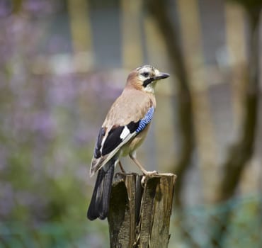 ITALY, Lazio, countryside, jay, scientific name: Garrulus glandarius, family: Corvidae, order: Passeriformes