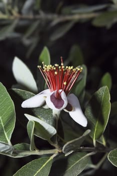 ITALY, Lazio, countryside, Pineapple Guava flowers (Feijoa)