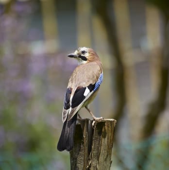 ITALY, Lazio, countryside, jay, scientific name: Garrulus glandarius, family: Corvidae, order: Passeriformes