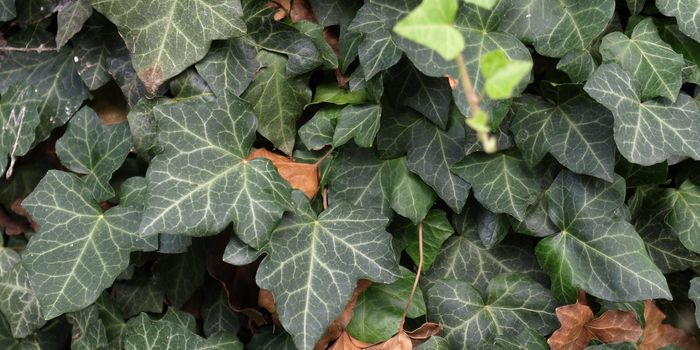 Green ivy leaves useful as a background