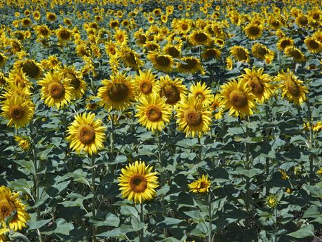 ITALY, Tuscany, Chiarone, countryside, sunflowers field