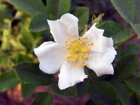 rosa laevigata